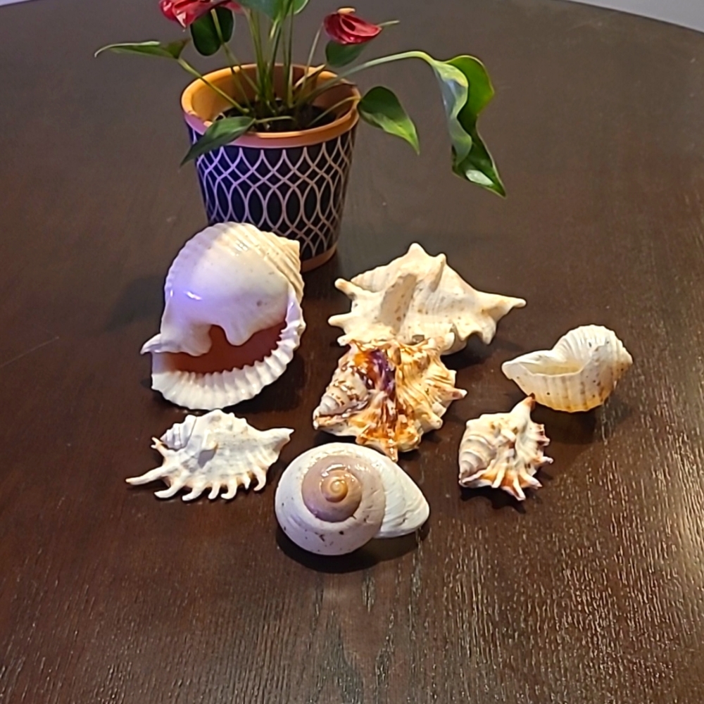 Seashells Large decor Beach lover ocean love Shells 7 piece in all cream tan sea